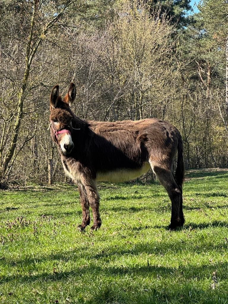 waarschijnlijk dragende ezel merrie, Dieren en Toebehoren, Overige Dieren, Juni, Vrouwelijk