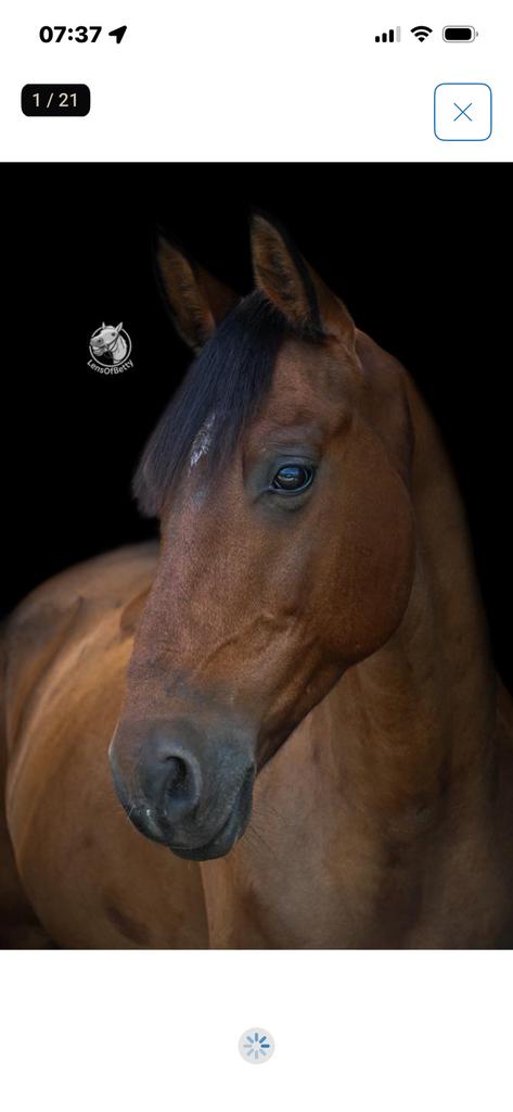 E pony te koop, Dieren en Toebehoren, Paarden, Ruin, 7 tot 10 jaar