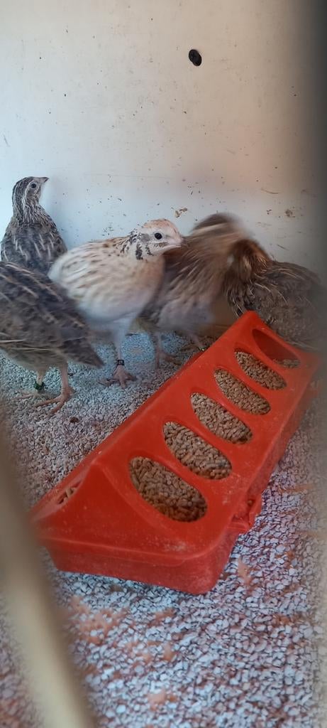 Europese kwartels, Meerdere dieren