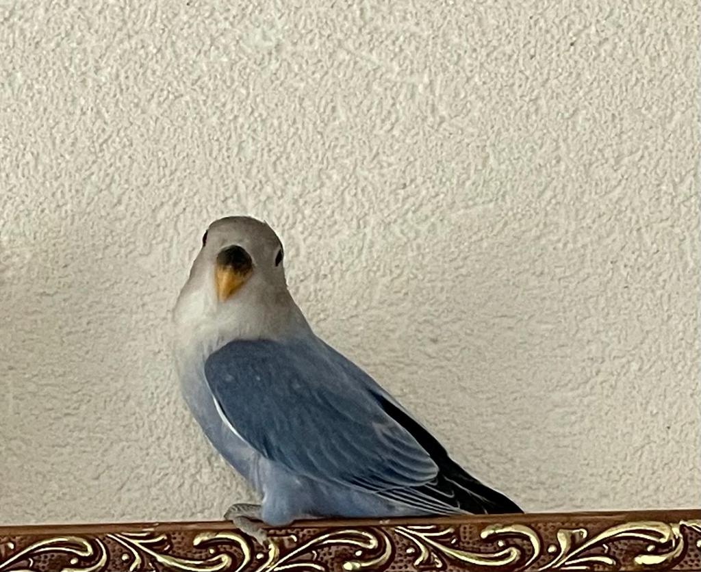 Prachtige Lieve Hand Tamme Gezonde Agapornis Dwergpapegaai, Dieren en Toebehoren, Vogels | Parkieten en Papegaaien, Dwergpapegaai of Agapornis