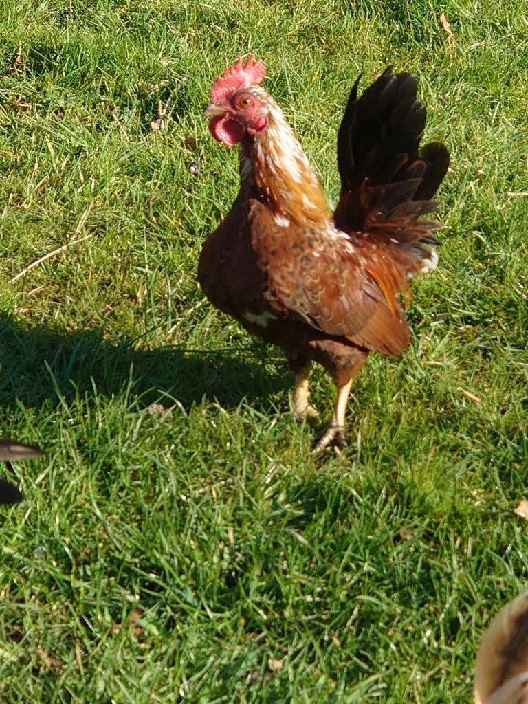 Serama haantje van 2025, Dieren en Toebehoren, Mannelijk, Kip