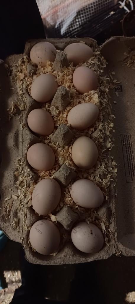 Serama eitjes, Dieren en Toebehoren, Geslacht onbekend, Kip