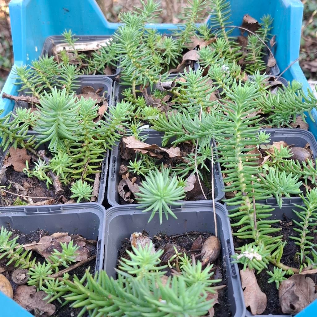 Sedum, Tuin en Terras, Ophalen, Bodembedekkers, Volle zon, Vaste plant