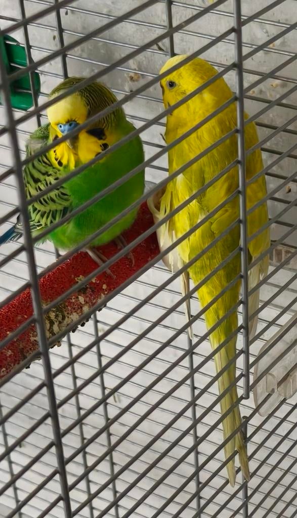 Gratis ophalen 2 grasparkieten met grote kooi, Meerdere dieren, Parkiet