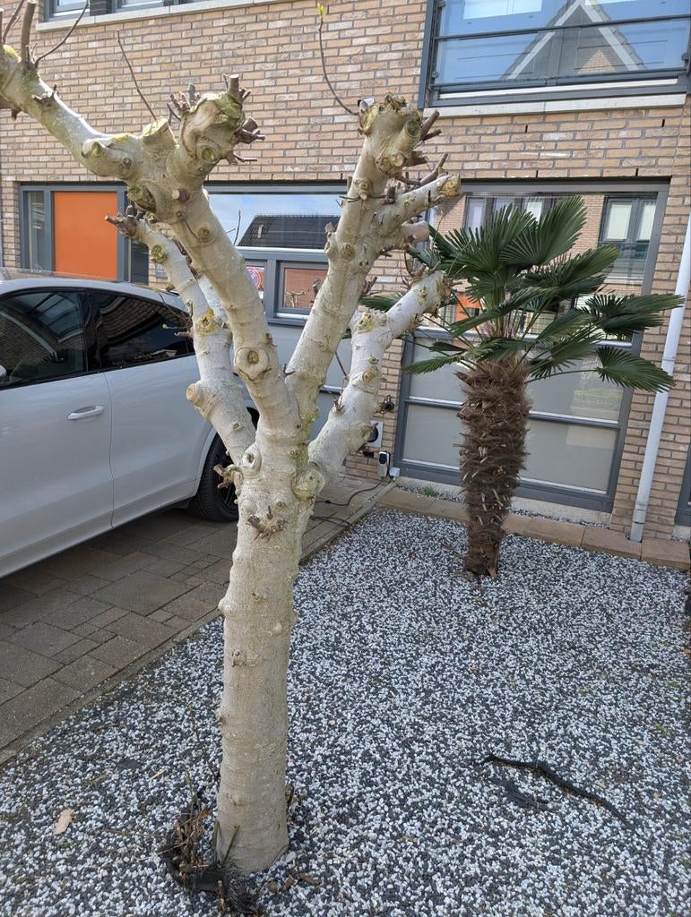 Grote vijgenboom (Ficus carica), Tuin en Terras, Planten | Fruitbomen, Ophalen