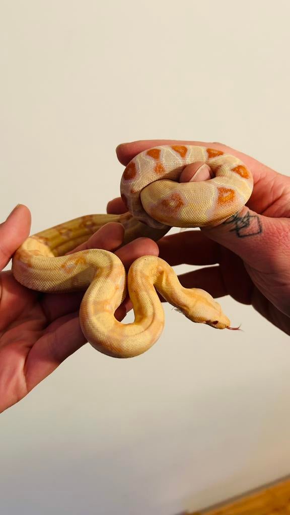 Boa constrictor sunglo albino kahl, Dieren en Toebehoren, Slang, 0 tot 2 jaar