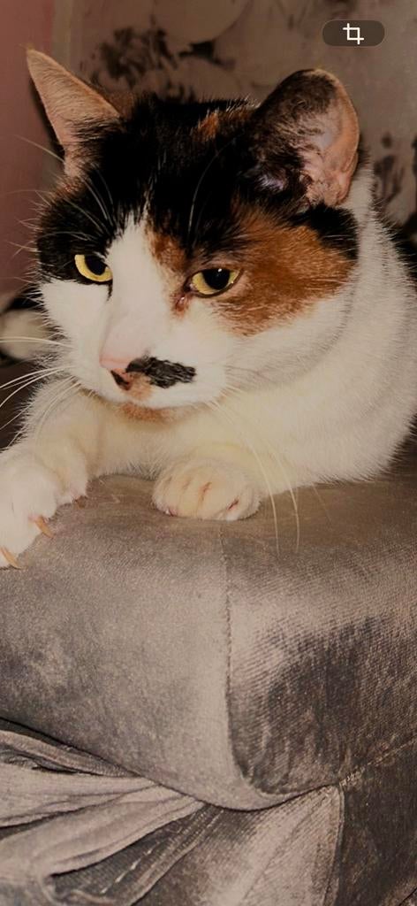 Espi / Esperanza, Dieren en Toebehoren, Katten en Kittens | Overige Katten, Poes