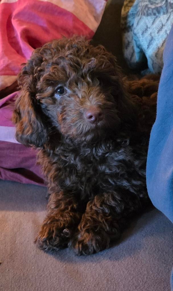 Toypoedel pup, Dieren en Toebehoren, Honden | Chihuahua's en Gezelschapshonden, Poedel, Parvo, 8 tot 15 weken, Meerdere