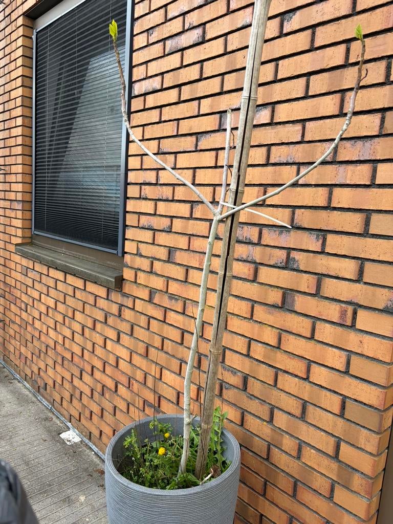 Vijgenboom gratis ophalen excl pot, Ophalen, Bloeit niet, Halfschaduw, Overige soorten