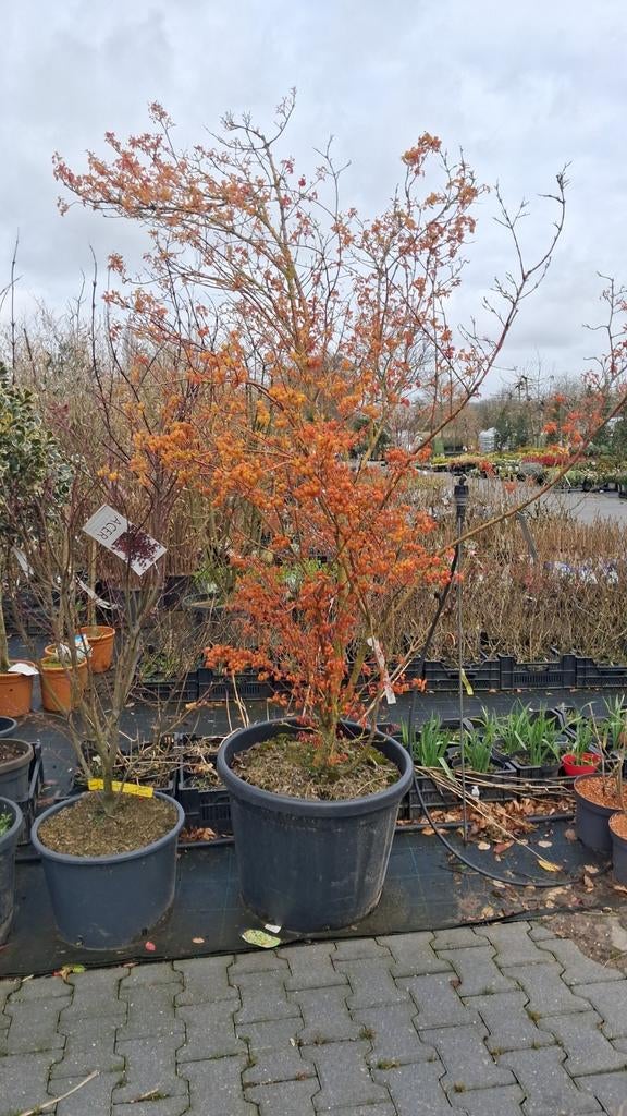 Japanse esdoorn, meerstammig €350,-, In pot, Bloeit niet, Halfschaduw, 100 tot 250 cm