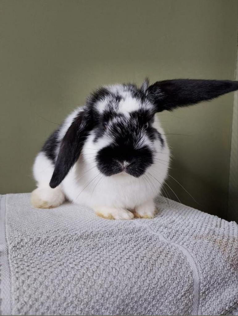 Jong hangoor konijntje, Dieren en Toebehoren, Konijnen, Geslacht onbekend, Klein, Hangoor, 0 tot 2 jaar