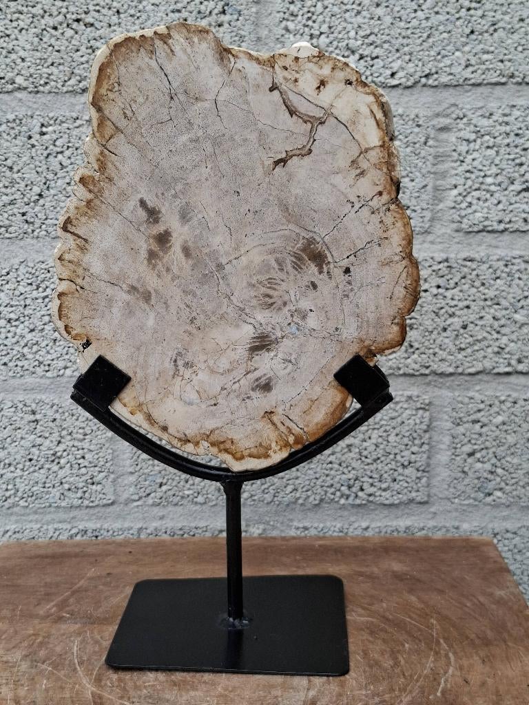 Versteend hout op standaard no 2, Ophalen of Verzenden, Mineraal