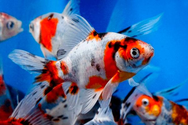 Komeetstaart Shubinkin goudvis - 10 / 12 cm - Koidreams, Goudvis(sen)