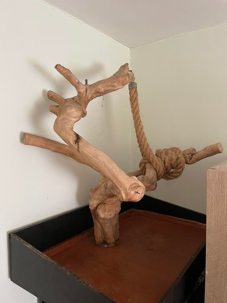 Vogel papegaai java boom javaboom, Ophalen, Zo goed als nieuw, Speelgoed