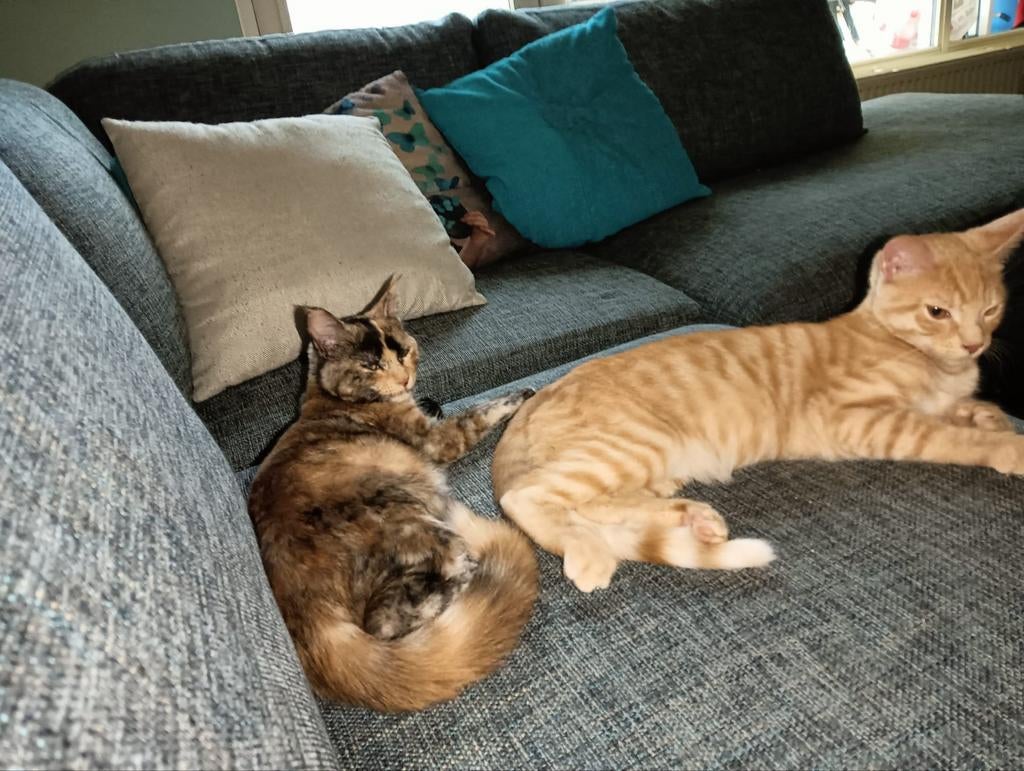 Half Maine coon's 2x kater, 1x poes, Meerdere dieren, Ontwormd, 0 tot 2 jaar