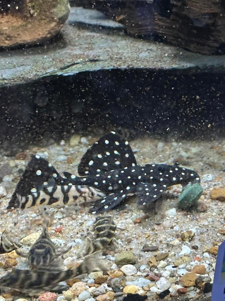 L029 galaxy pleco ( 7-8 cm) eigen fotos, Vis