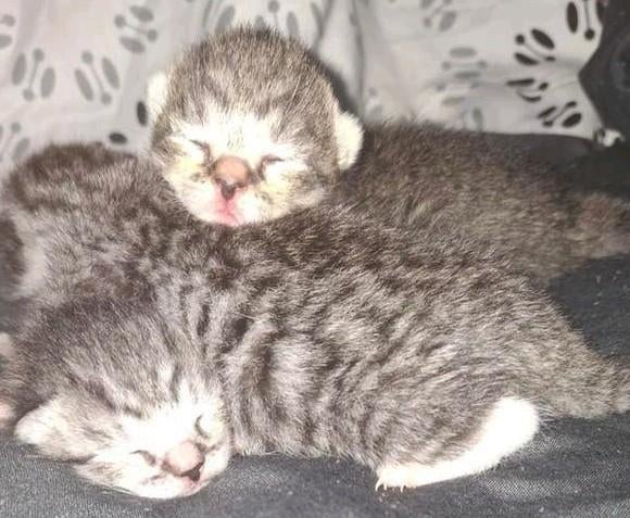 Huiselijke kittens, Meerdere dieren, Ontwormd, 0 tot 2 jaar