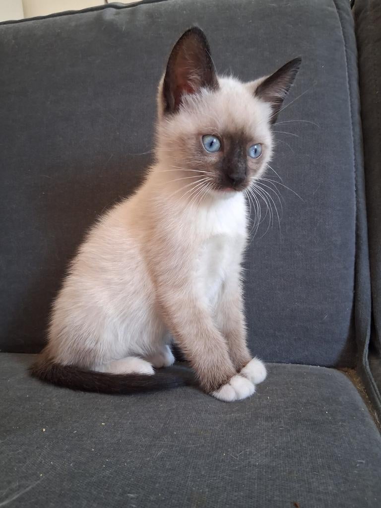 Snowshoe/siamese sealpoint mitted poesje ingeënt en gechipt, Dieren en Toebehoren, Katten en Kittens | Raskatten | Korthaar, Poes