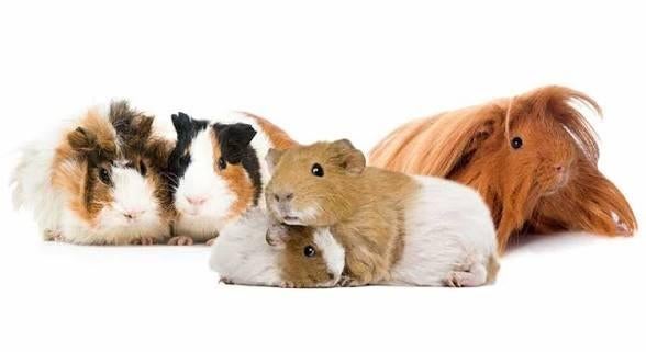 GEZOCHT! 2 cavia zeugjes, Dieren en Toebehoren, Knaagdieren, Vrouwelijk, Tam, Maart, Cavia