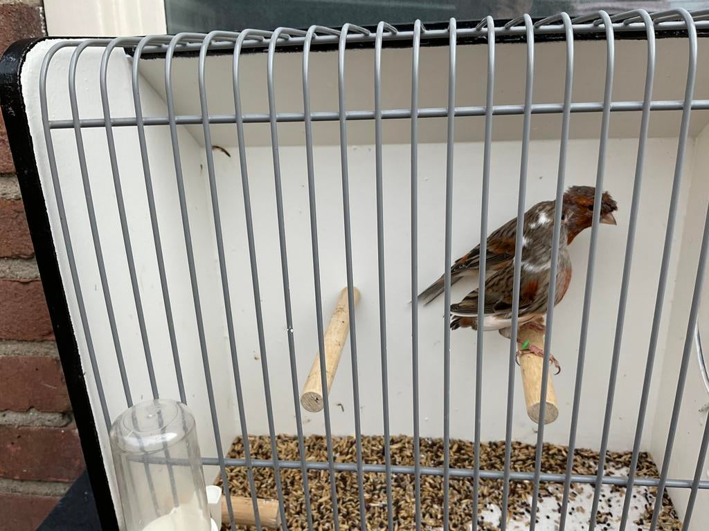 Harlekijn kanaries, Dieren en Toebehoren, Vogels | Kanaries, Meerdere dieren, Kleurkanarie