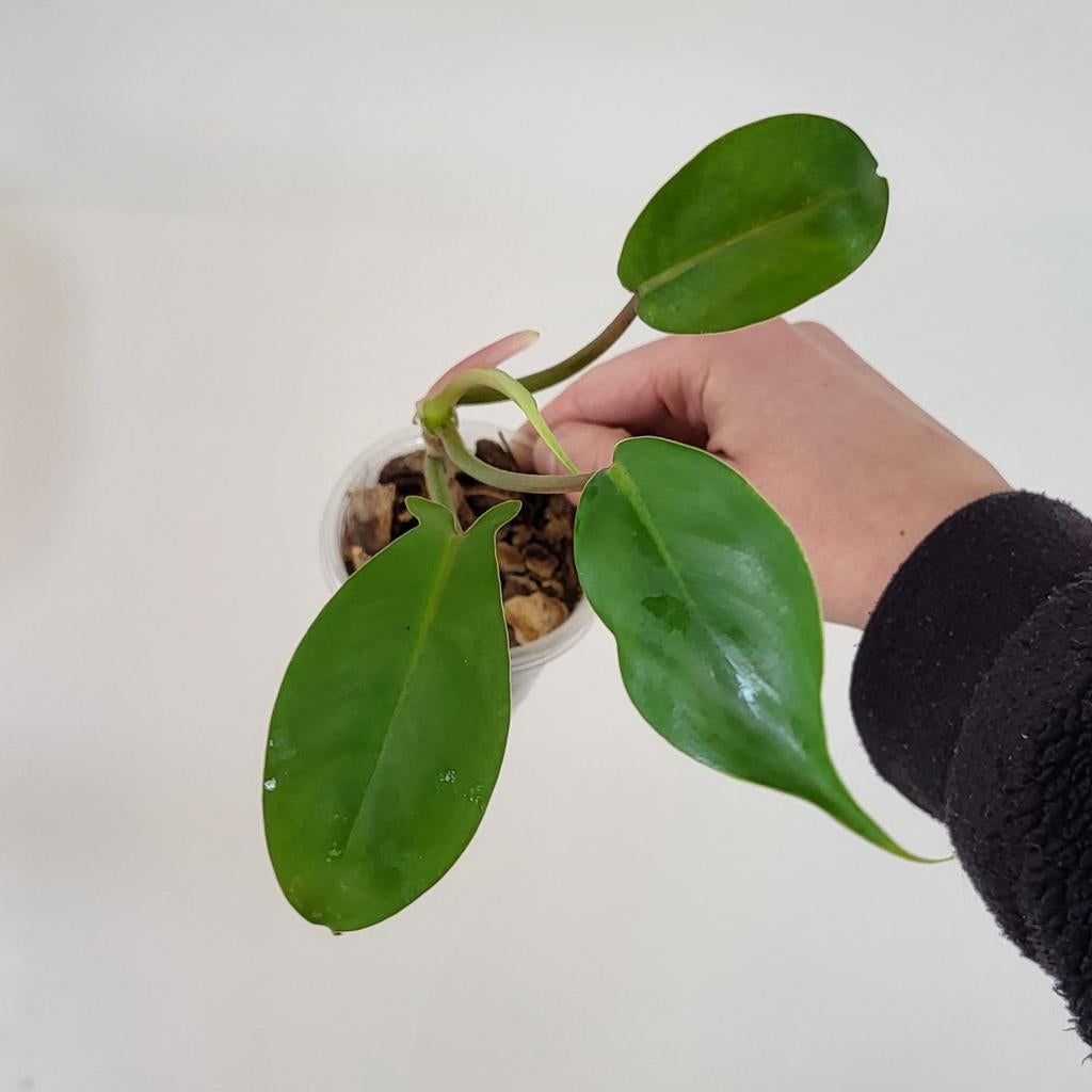 Philodendron 69686, Huis en Inrichting, Kamerplanten, Ophalen of Verzenden, Halfschaduw, Minder dan 100 cm