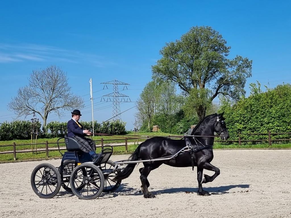 Werkwillige Friese Merrie Topper onder zadel en voor rijtuig, Dieren en Toebehoren, Merrie, Met stamboom, Dressuurpaard, 3 tot 6 jaar