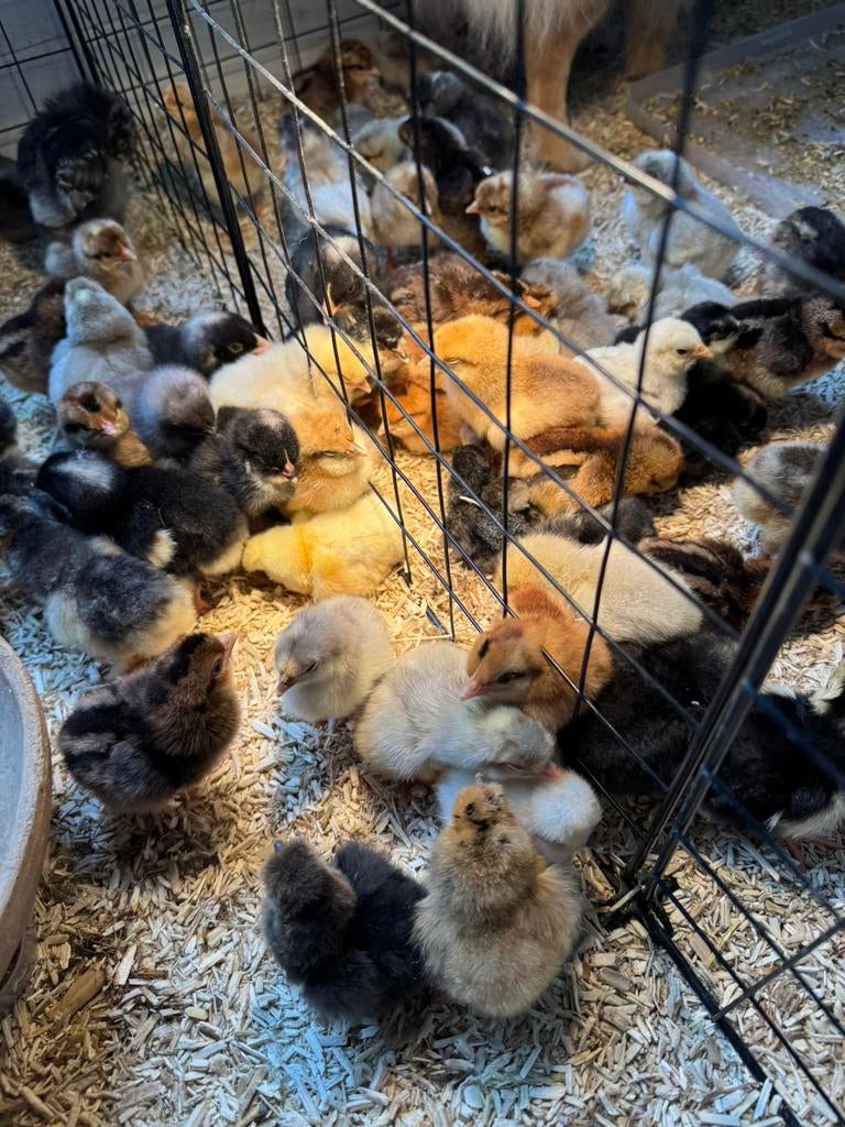 Hybride legkip kuikens, Dieren en Toebehoren, Pluimvee, Meerdere dieren, Kip