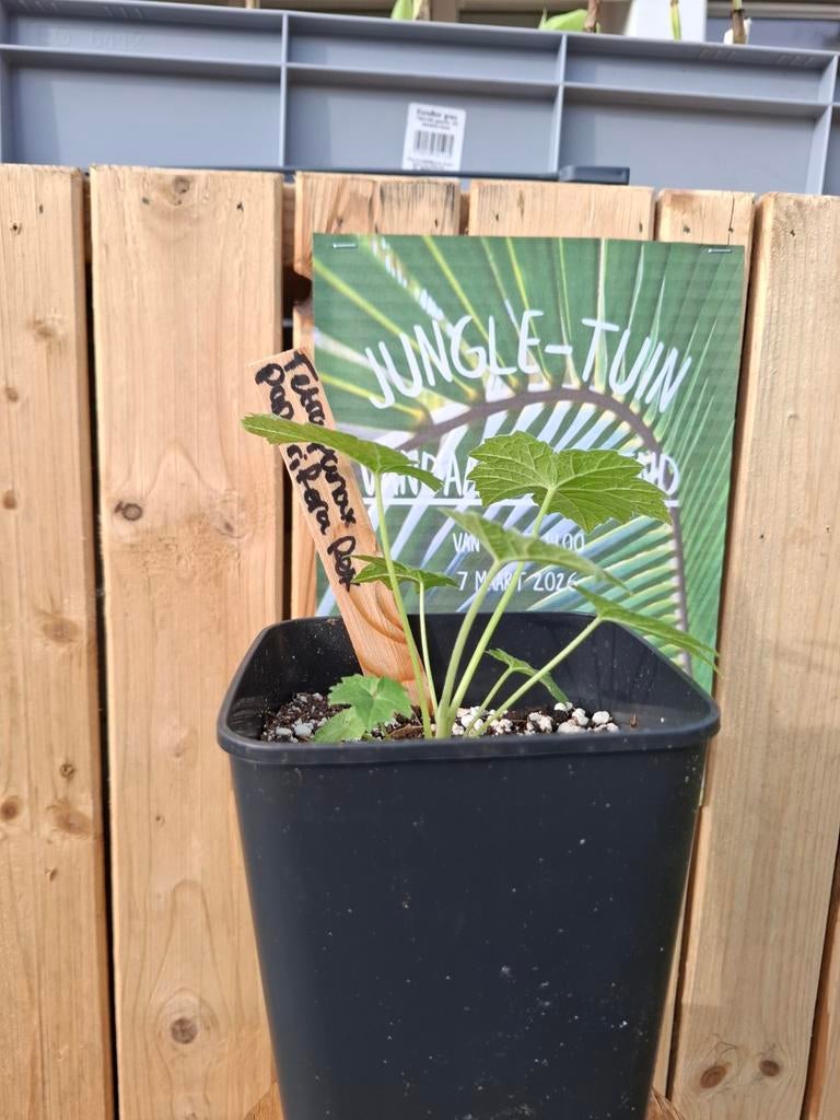 Tetrapanax papyrifera Rex, Tuin en Terras, Planten | Tuinplanten, Ophalen of Verzenden, Eenjarig, Volle zon