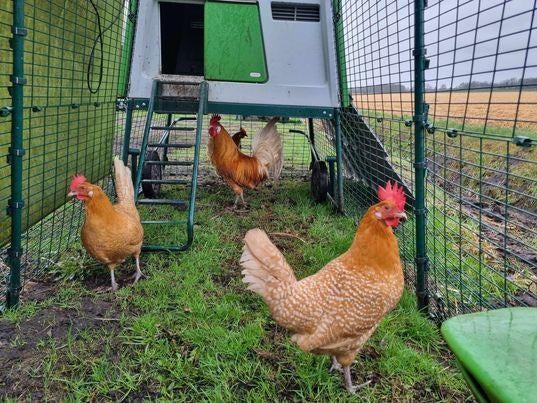 Broedeieren Fries hoen geelwitpel, Dieren en Toebehoren, Pluimvee, Geslacht onbekend, Kip