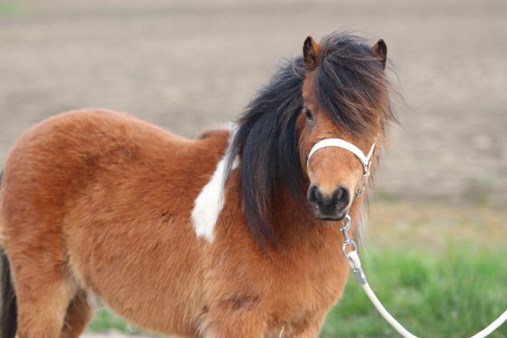 Prachtige bonte mini shetlander stamboek merrie, Merrie, Niet van toepassing, A pony (tot 1.17m), 3 tot 6 jaar
