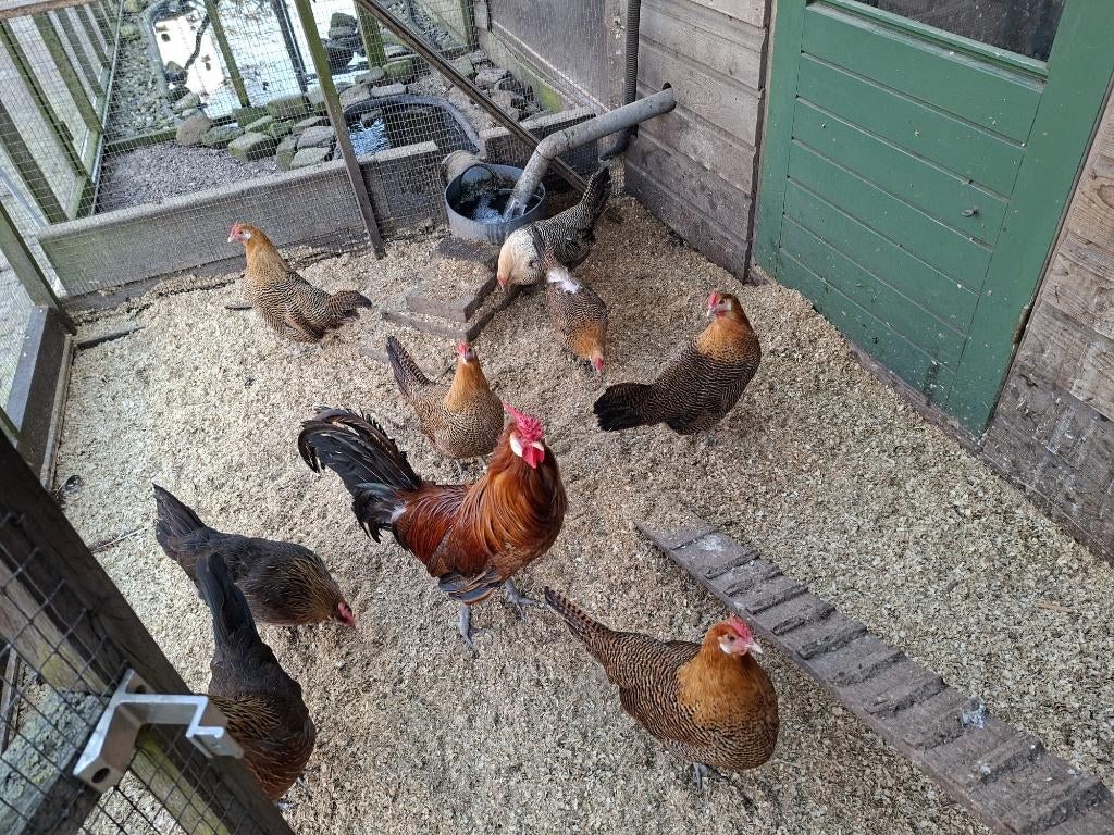 broedeieren  Goudpel kip, Dieren en Toebehoren, Pluimvee, Geslacht onbekend, Kip