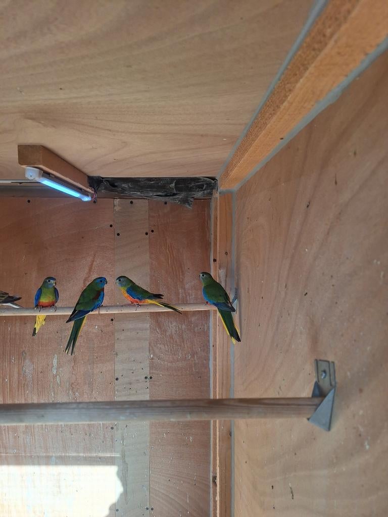 Te koop turquoisine parkieten, Meerdere dieren, Parkiet