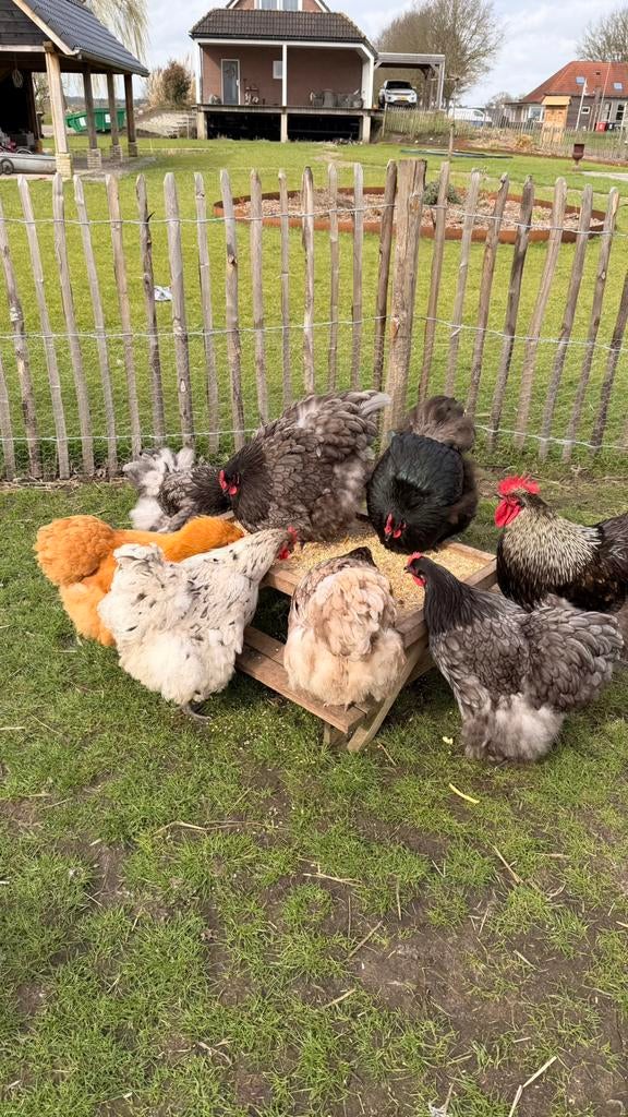 Orpington broedeieren, Groot ras, Dieren en Toebehoren, Pluimvee, Geslacht onbekend, Kip