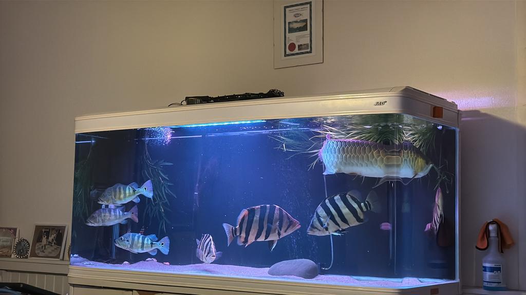 Jad aquarium 180cm 900 liter juwel aqualantis groot tank, Ophalen, Gebruikt, Leeg aquarium