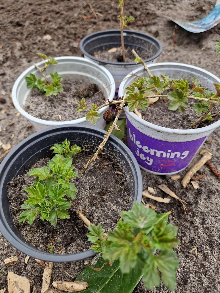 Groene kruisbes stekken - Hinnonmaki Grün, Tuin en Terras, Deurmatten, Ophalen