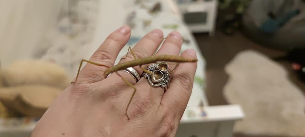 Wandelende takken nimfen, Dieren en Toebehoren, Wandelende tak