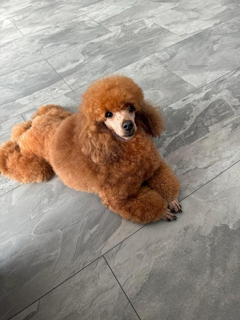 Toypoedel abricot met stamboom, Poedel, Parvo, Reu, Eén hond