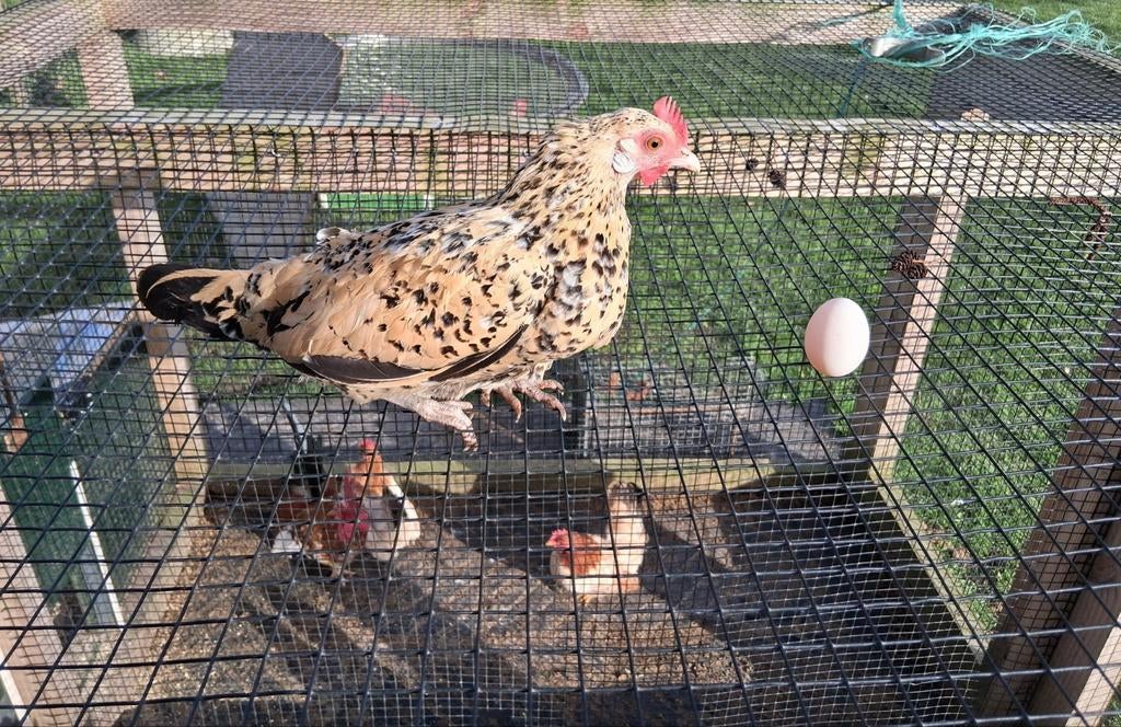 Broedeieren Friese hoen kriel, Dieren en Toebehoren, Pluimvee, Geslacht onbekend, Kip