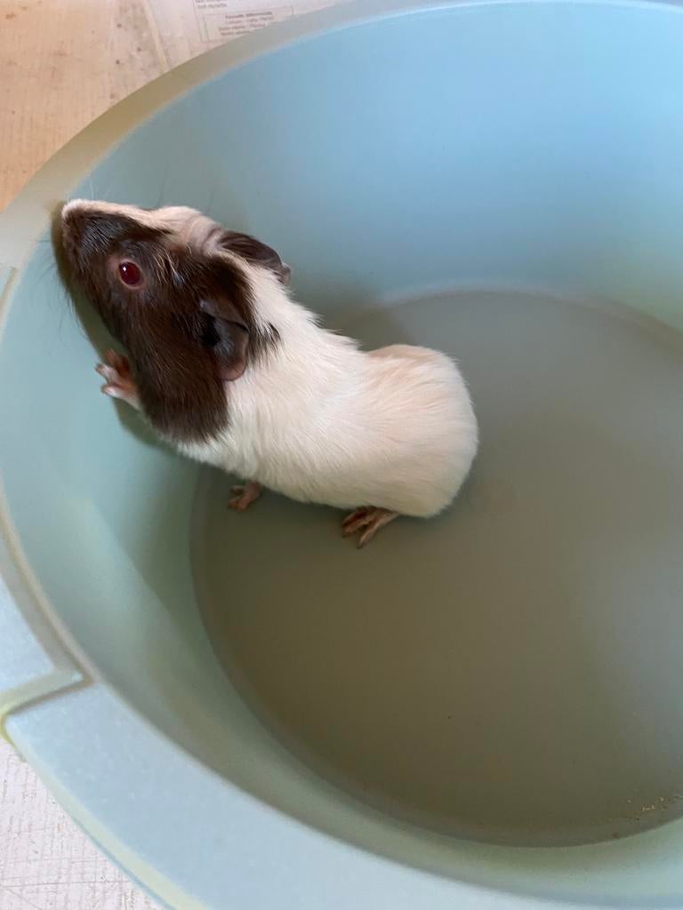 Jonge cavia’s, Dieren en Toebehoren, Maart, Vrouwelijk, Cavia