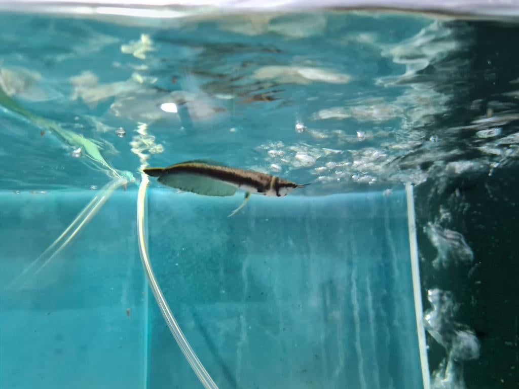 Zwarte Arowana, Osteoglossum Ferreirai