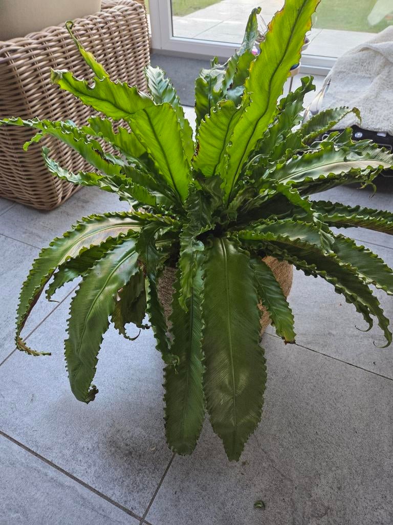 Grote plant Asplenium goed verzorgd, Ophalen of Verzenden, Bloeit niet, Overige soorten, Halfschaduw