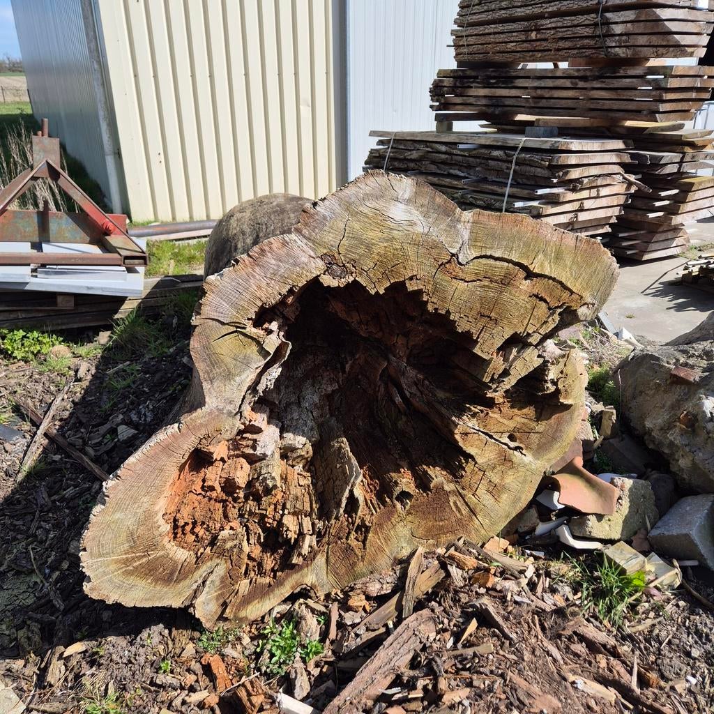 Dikke Eiken Boomstammen (90-140cm) - Meubels of Brandhout, Ophalen, Eiken, Plank, 50 mm of meer