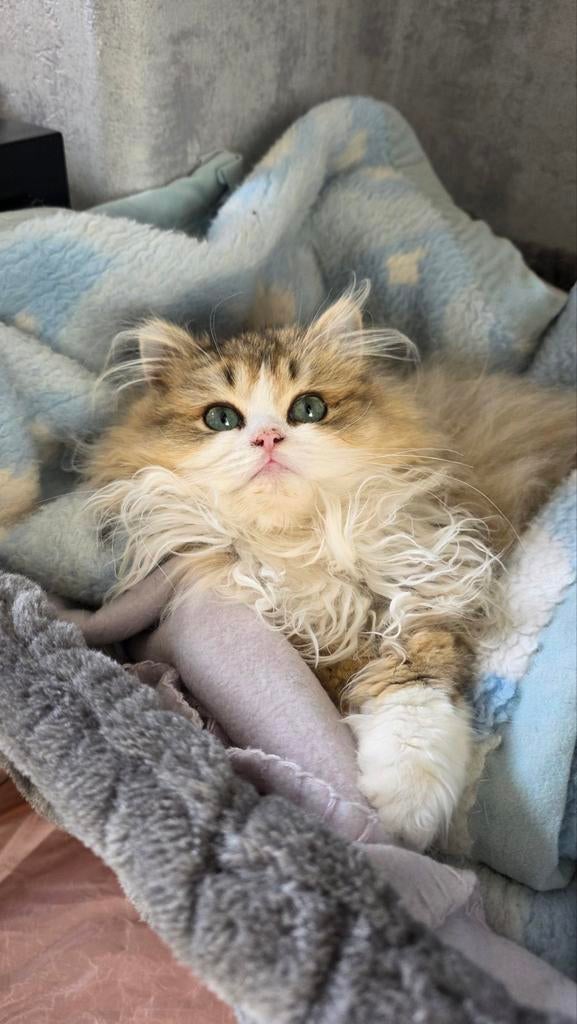 Gezocht kitten, Dieren en Toebehoren, Ophalen of Verzenden