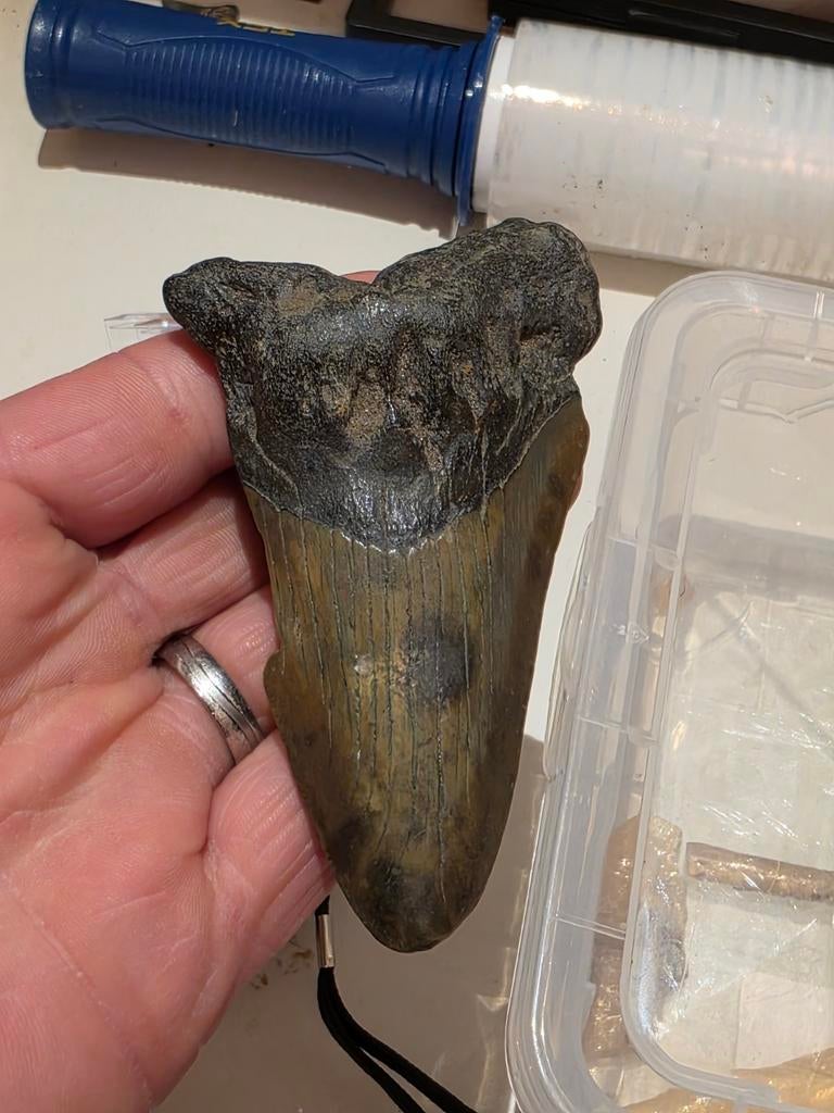 Grote carcharoles megalodon haaientand uit hoevenen 10 cm, Ophalen of Verzenden, Overige typen