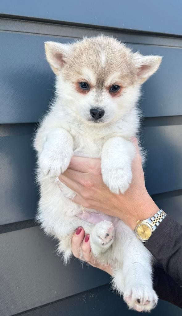 PUPS BESCHIKBAAR - POMSKYNEDERLAND, Parvo, Nederland, 8 tot 15 weken, Poolhond
