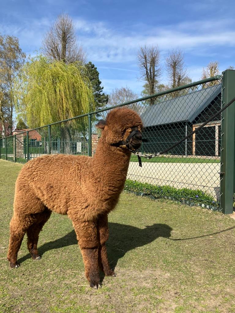Te koop alpaca hengstje, Dieren en Toebehoren, Overige Dieren, Juli, Mannelijk