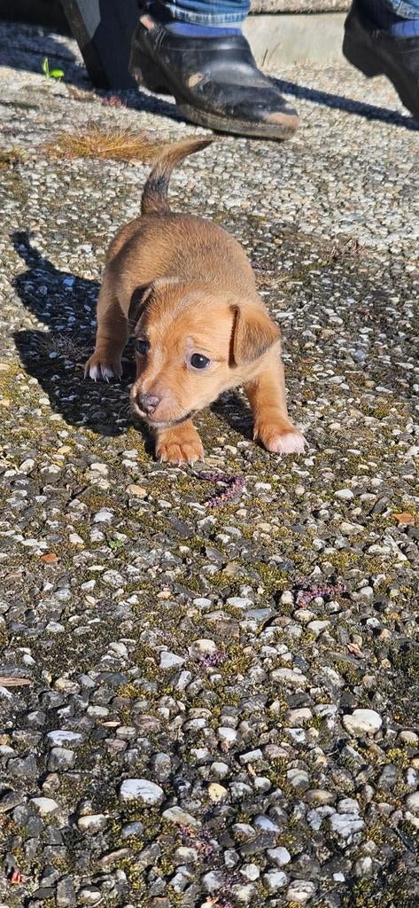 Gezocht baasjes voor onze pups!, Dieren en Toebehoren, Honden | Jack Russells en Terriërs, Jack Russell Terriër, 8 tot 15 weken