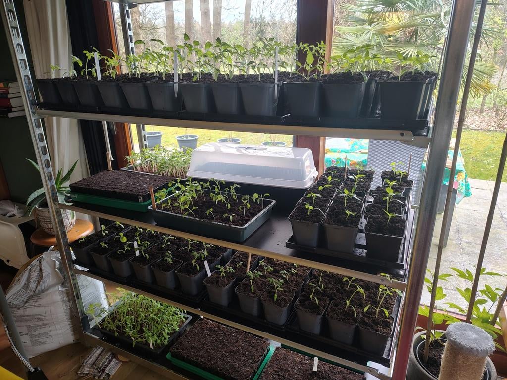 Plantgoed voor de moestuin, Ophalen, Eenjarig, Groenteplanten, Volle zon