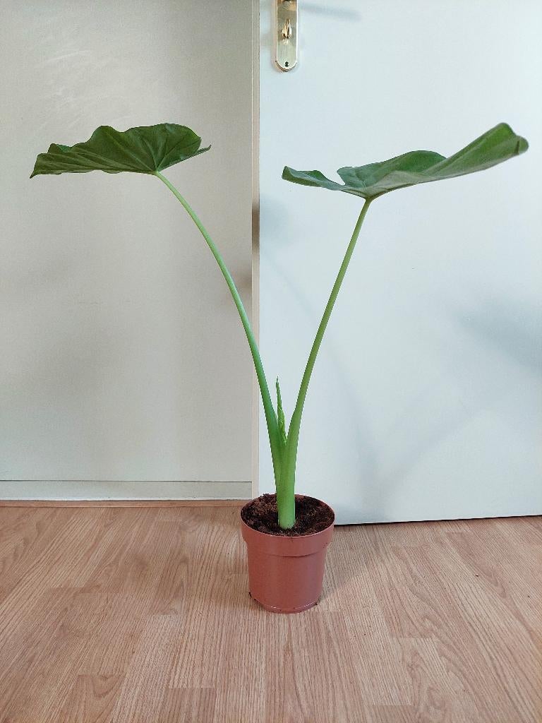 Alocasia Wentii - Olifantsoor H: 75 cm., Huis en Inrichting, Kamerplanten, Ophalen, Overige soorten, Halfschaduw, Minder dan 100 cm