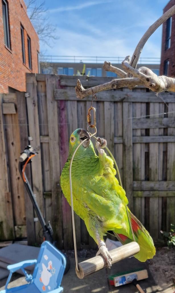 Papegaai blauwvoorhoofd, Dieren en Toebehoren, Vogels | Parkieten en Papegaaien, Mannelijk, Papegaai